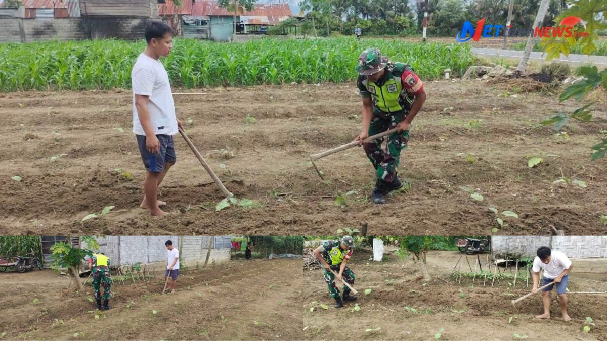 Wujudkan Swasembada Pangan, Babinsa Semadam Dampingi Petani Rawat Tanaman Terong di Desa Semadan Asal